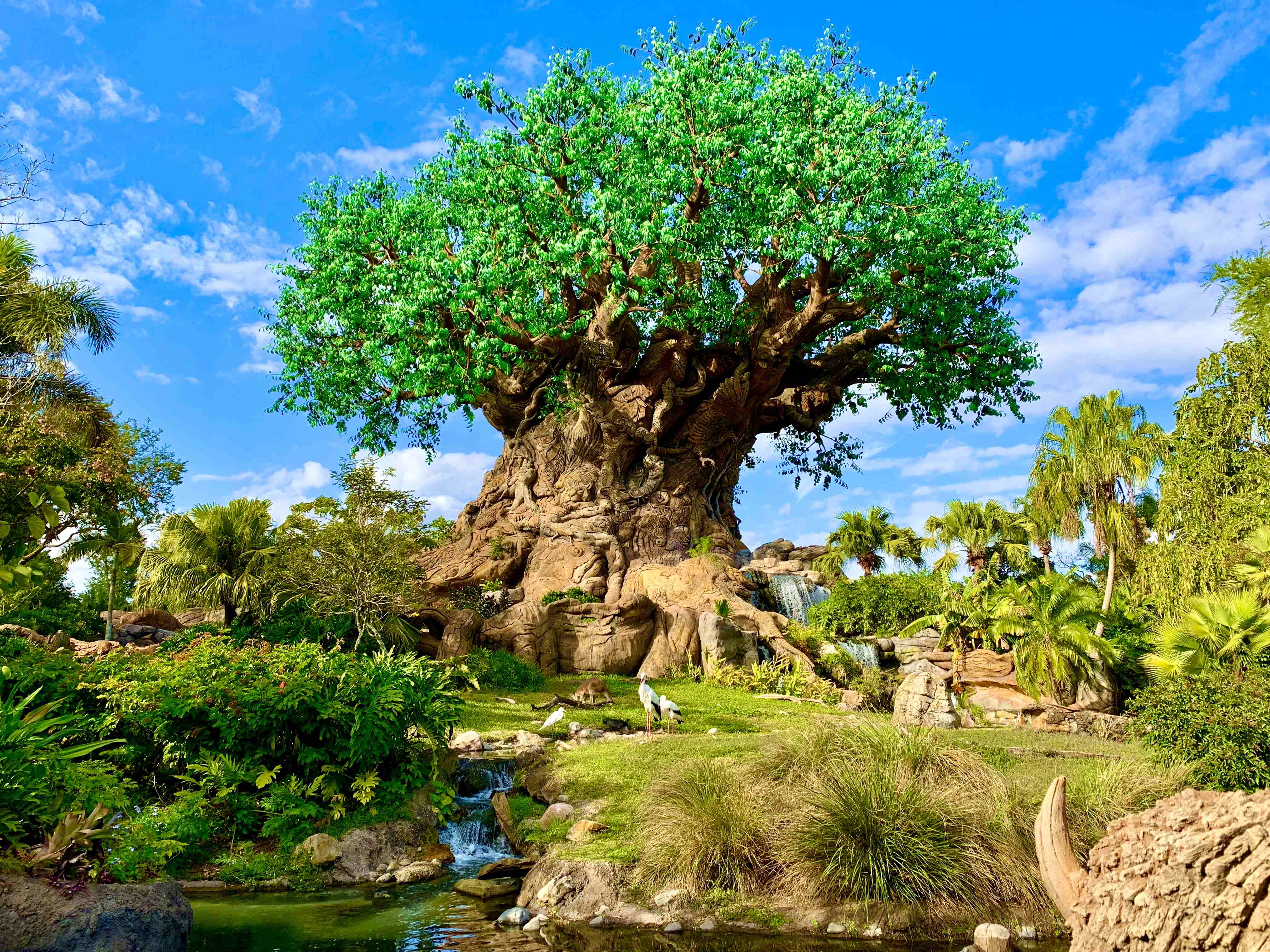 Disney's Animal Kingdom Theme Park